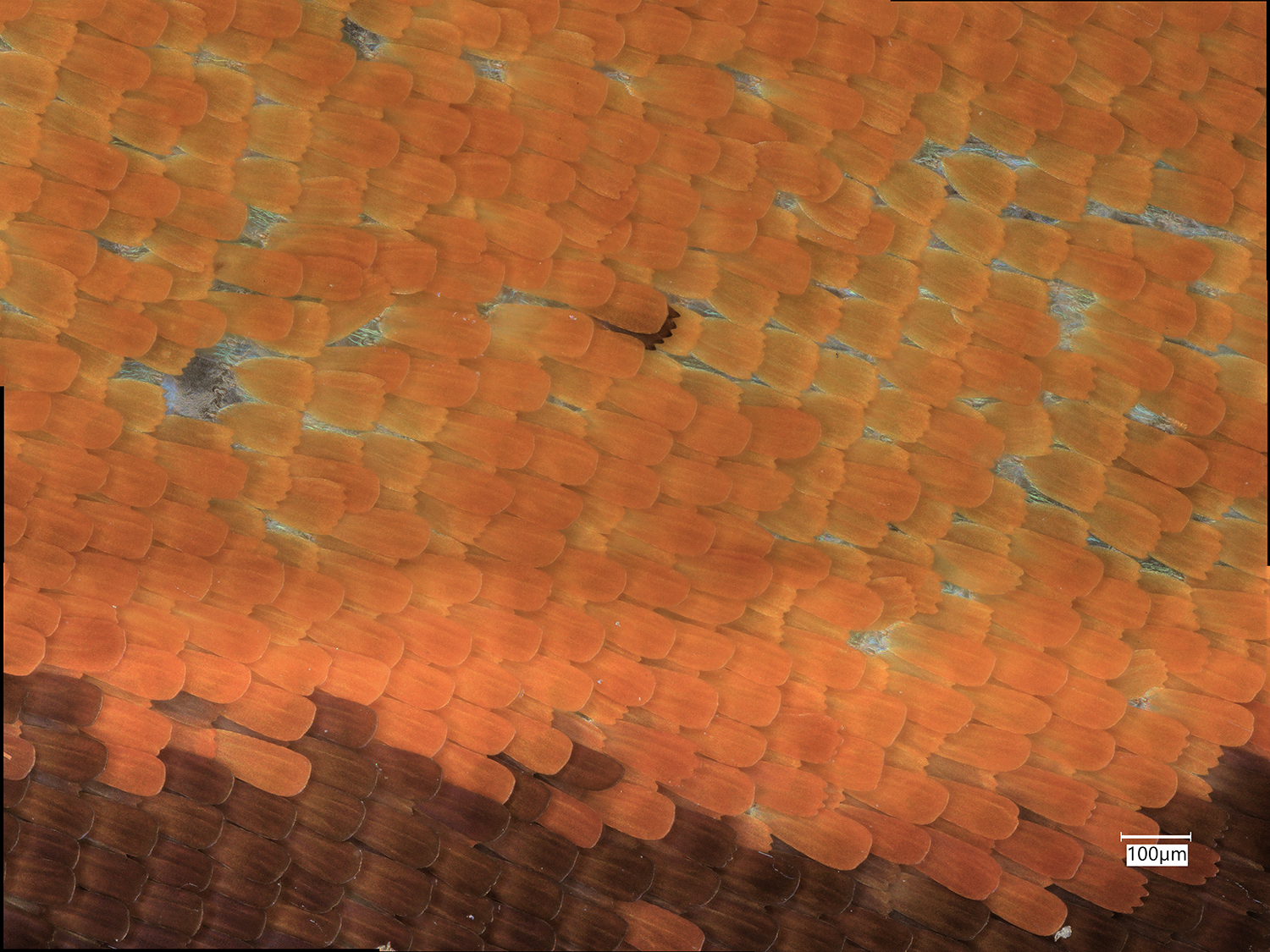 Figure 1. Monarch Butterfly Wing at 400X (Captured on Keyence VHX-7000) 