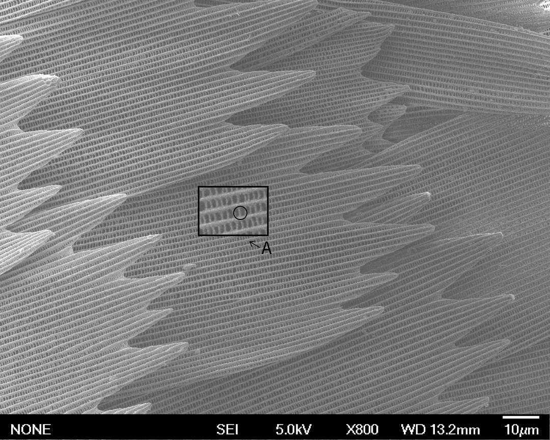 Figure 2. Monarch Butterfly Wing at 800X. A represents the cross ribs. (Captured on JOEL 6500)