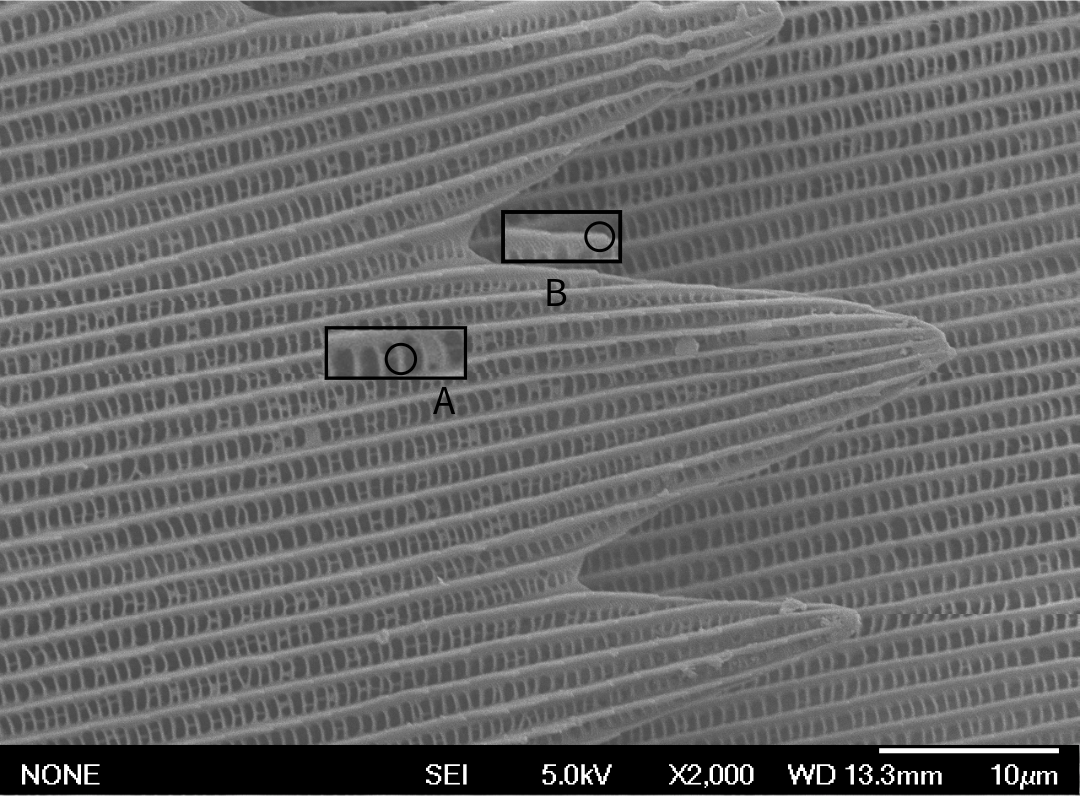 Figure 3. Monarch Butterfly Wing at 2,000X. A represents the cross ribs, and B represents ridges (Captured on JOEL 6500)