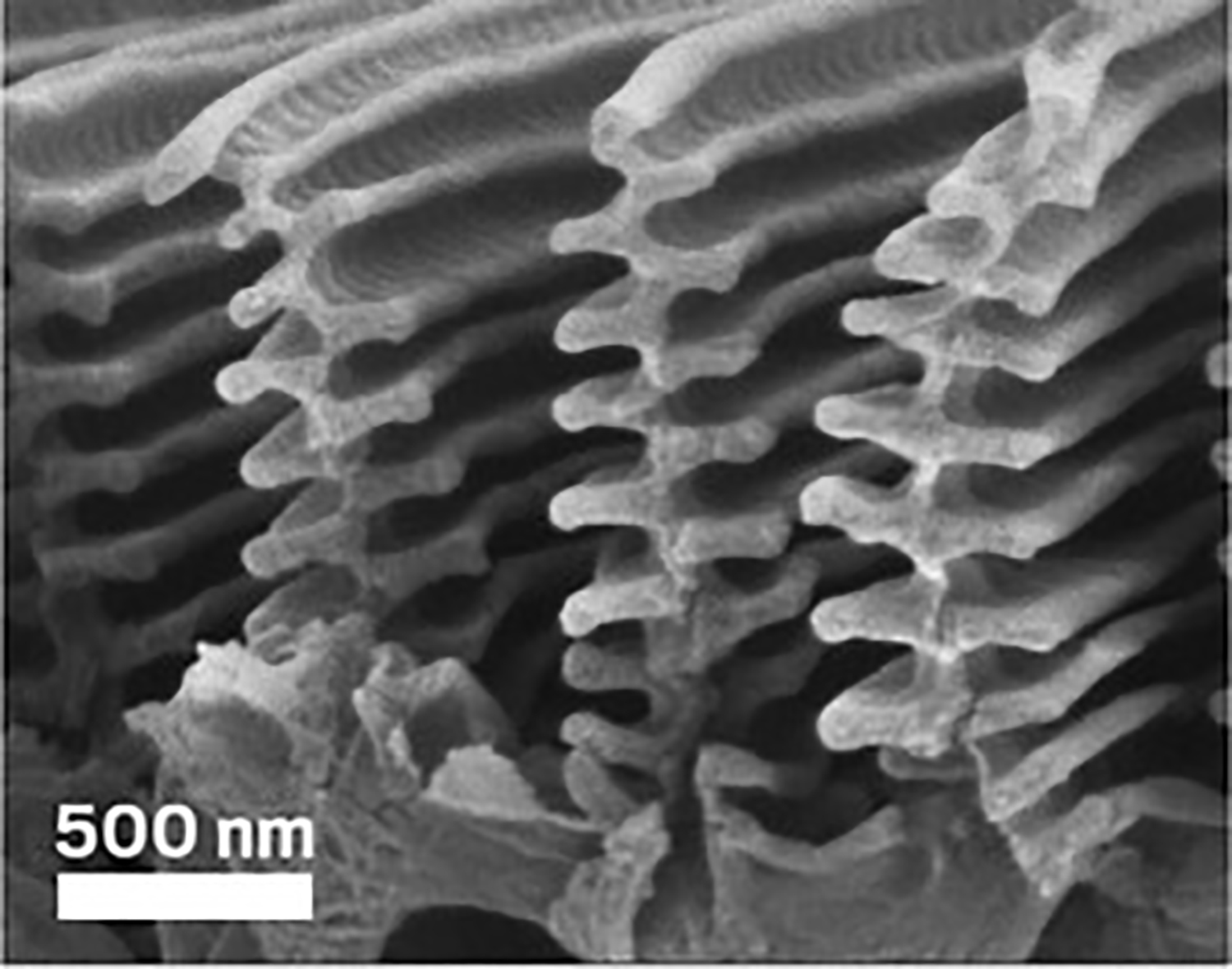 Figure 4. Cross section of a Morpho butterfly scale at 15,300X (Captured by ACS) 