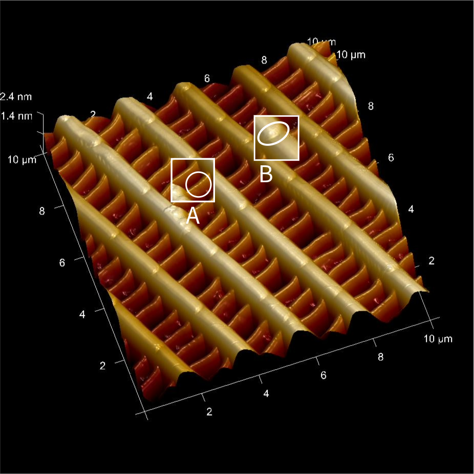 Figure 5. 3D Monarch Butterfly Scale with 10um size. A represents the cross ribs, and B represents ridges. (Captured on Dimension Icon AFM with SanAsyst)