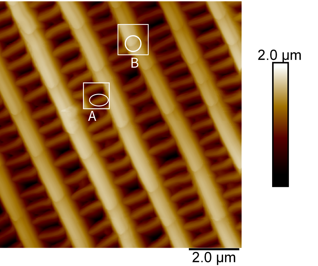 Figure 6 Monarch Butterfly Scale with 10um size. A represents the cross ribs, and represents ridges. (Captured on Dimension Icon AFM with SanAsyst)